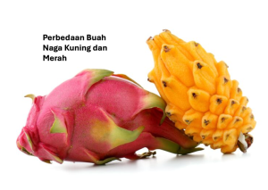 Perbedaan buah naga kuning dan merah