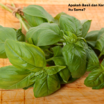 Basil dan Kemangi