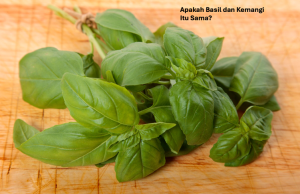 Basil dan Kemangi