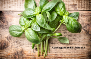 Daun Basil