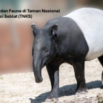 Flora dan Fauna di Taman Nasional Kerinci Seblat