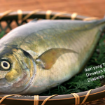 Ikan yang Tidak Boleh Dimakan Penderita Diabetes