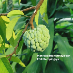 Manfaat Buah Srikaya dan Efek Sampingnya