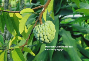 Manfaat Buah Srikaya dan Efek Sampingnya