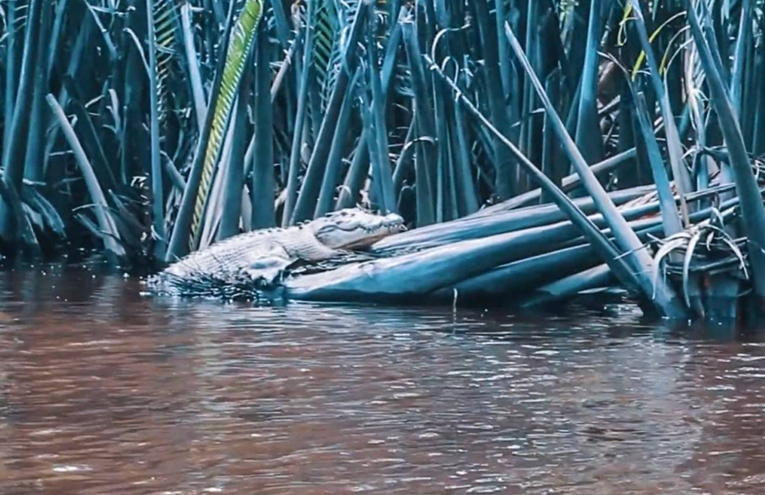 Taman Nasional Berbak 