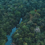 Taman Nasional Berbak