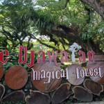 Wisata Banyuwangi Hutan