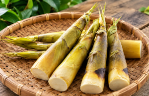 Manfaat Rebung Bambu Kuning
